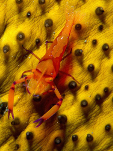 Periclemenes imperator on Holoturia by Alex Varani 